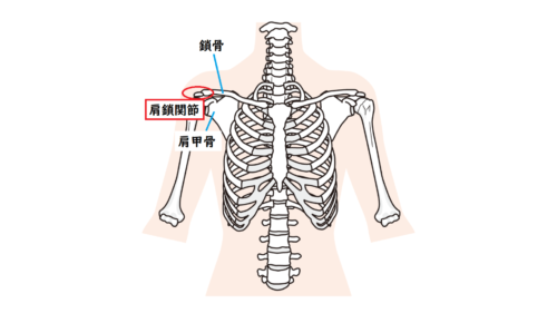 肩鎖関節のイラスト