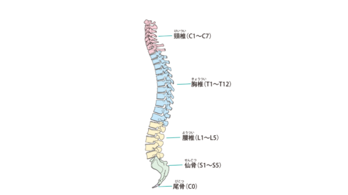 脊椎のイラスト