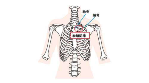 胸鎖関節のイラスト